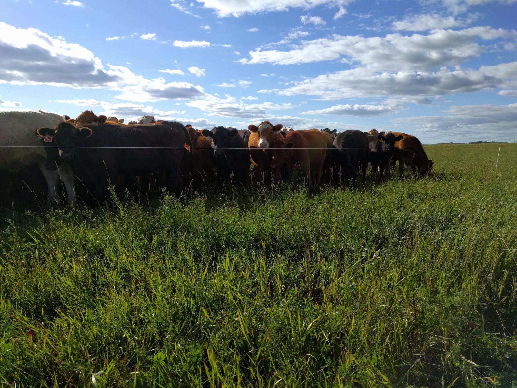 How to Calculate Stocking Rate and Carrying Capacity